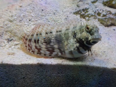 Lawnmower Blenny Fish