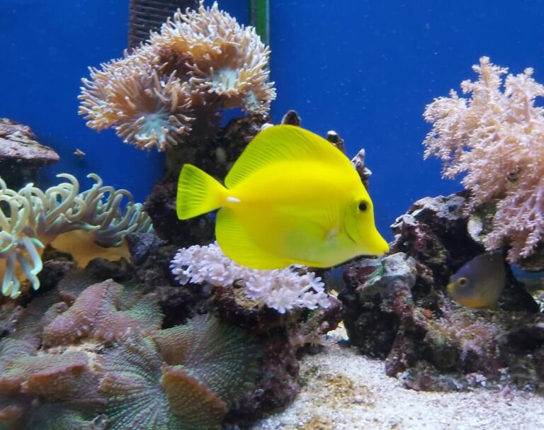 Yellow Mimic Tang