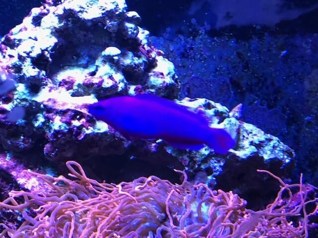 Purple Dottyback Fish