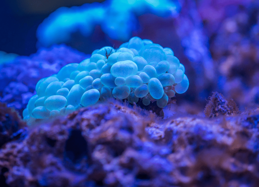 Saltwater Tank Invertebrates