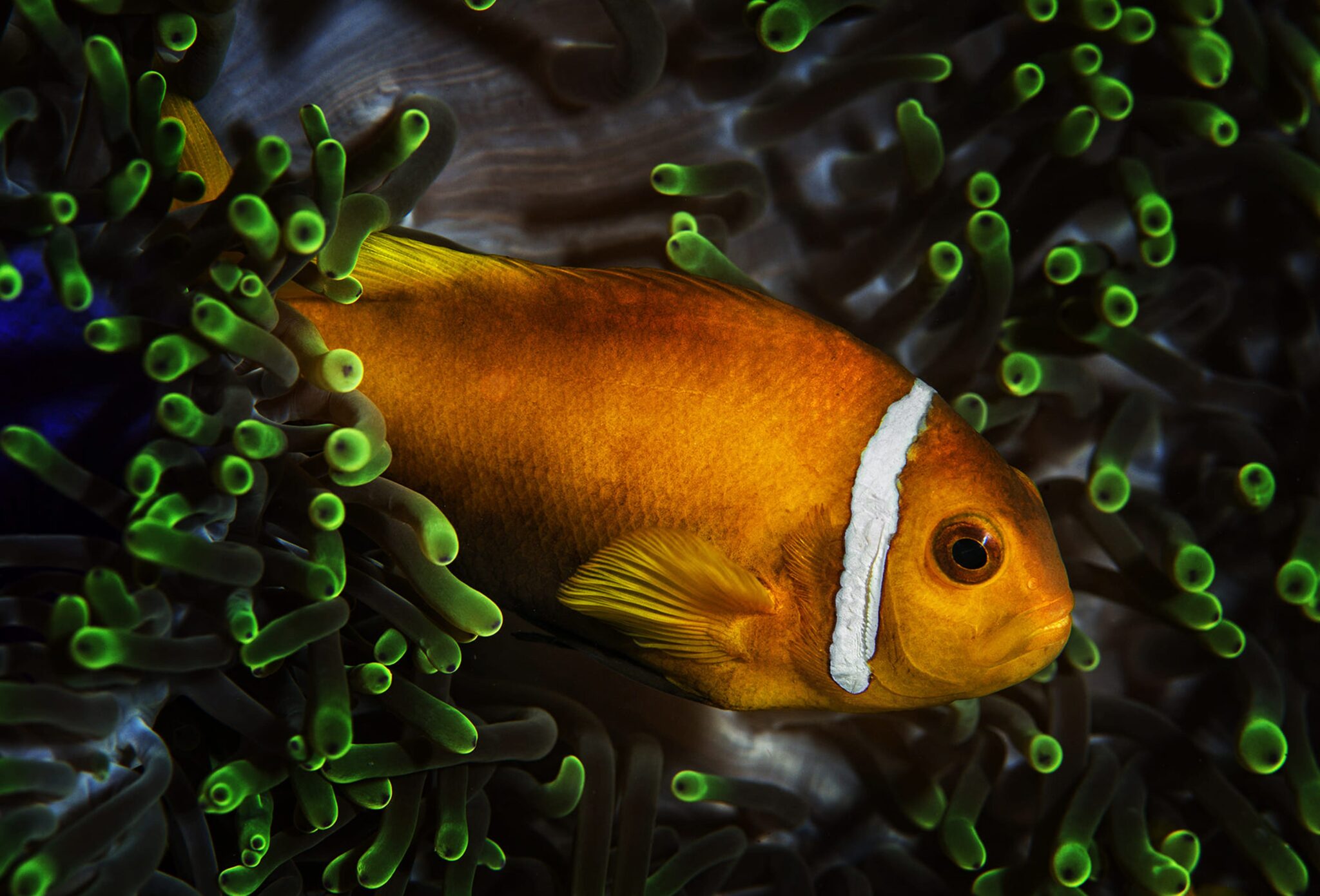 Amphiprion Ocellaris Clownfish