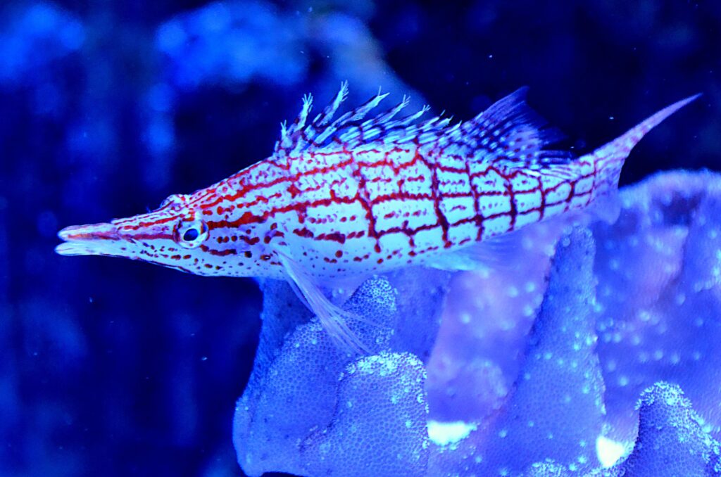 Longnose Hawkfish Saltwater Aquarium