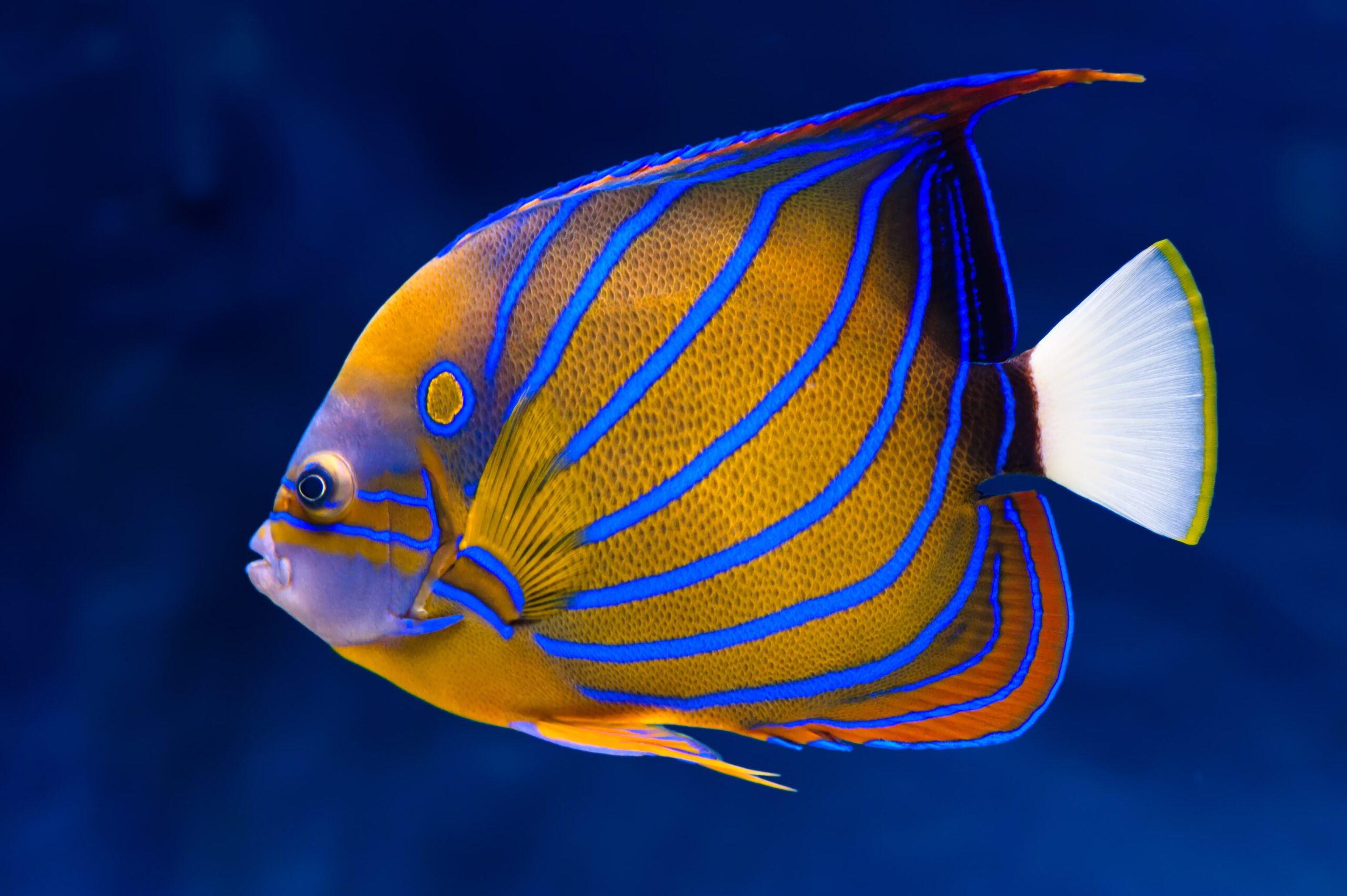 Majestic Bluering Angelfish