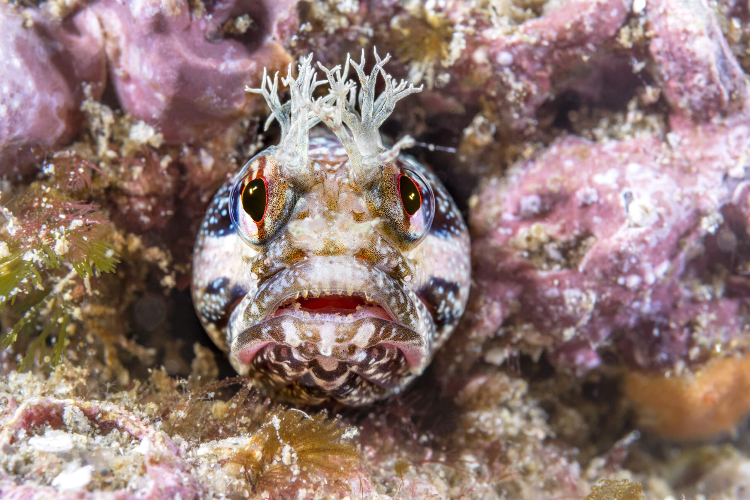 Midas Blenny Care Guide