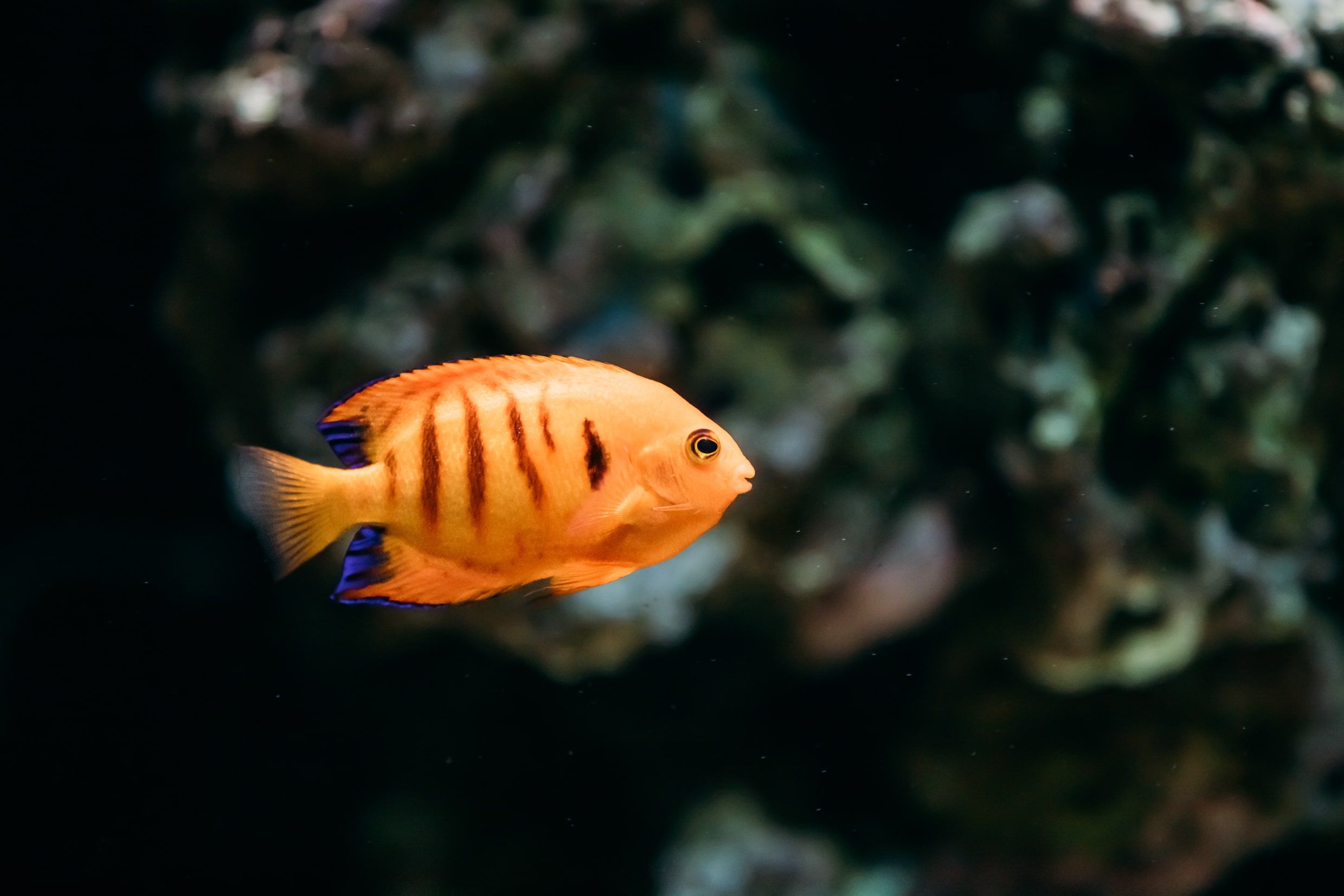 Flame Angelfish Care Guide