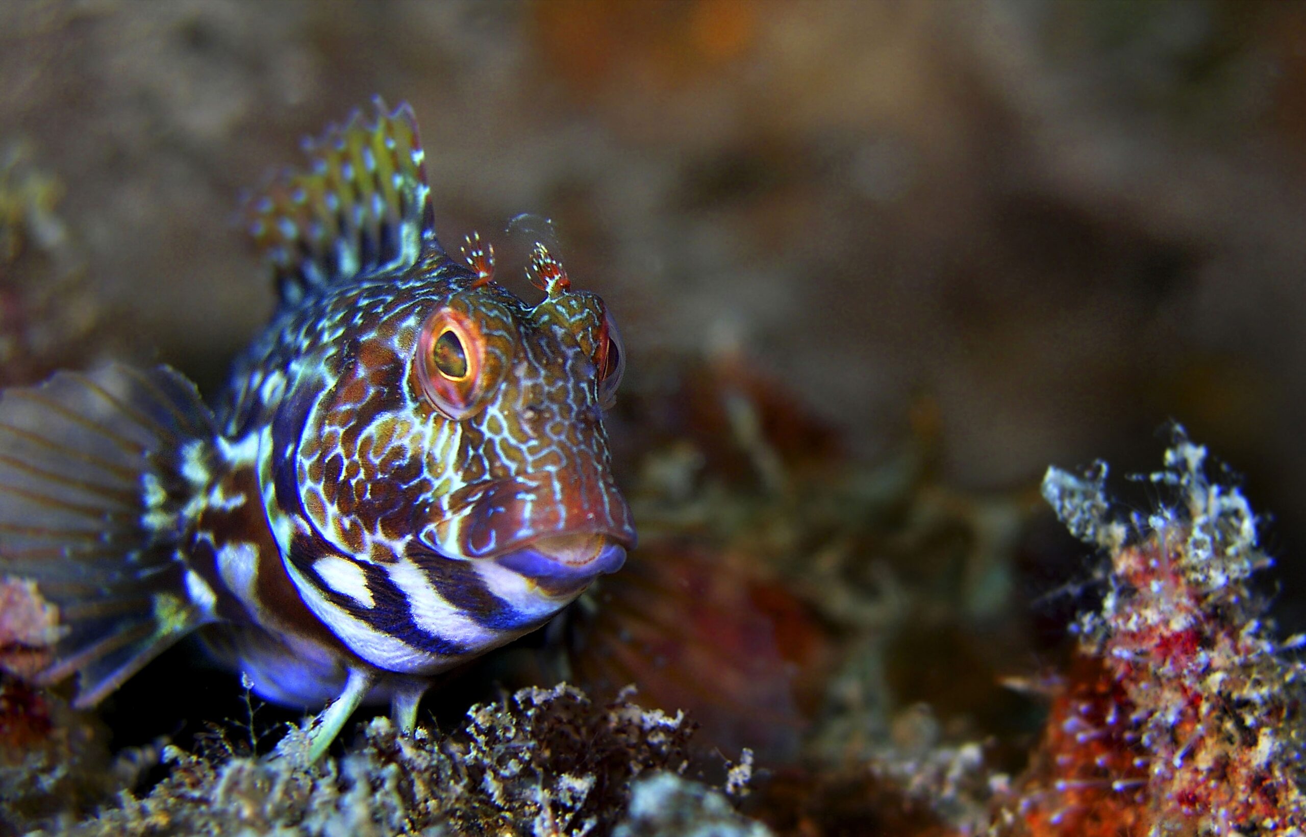 Lawnmower Blenny Care Guide