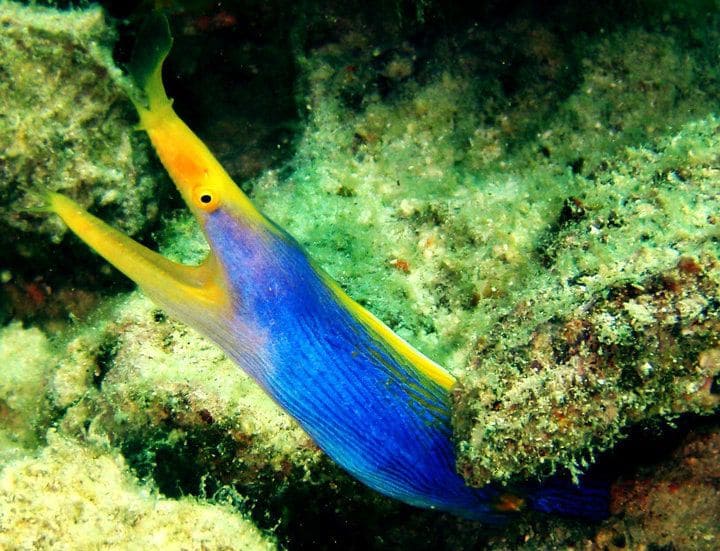 Blue Ribbon Eel