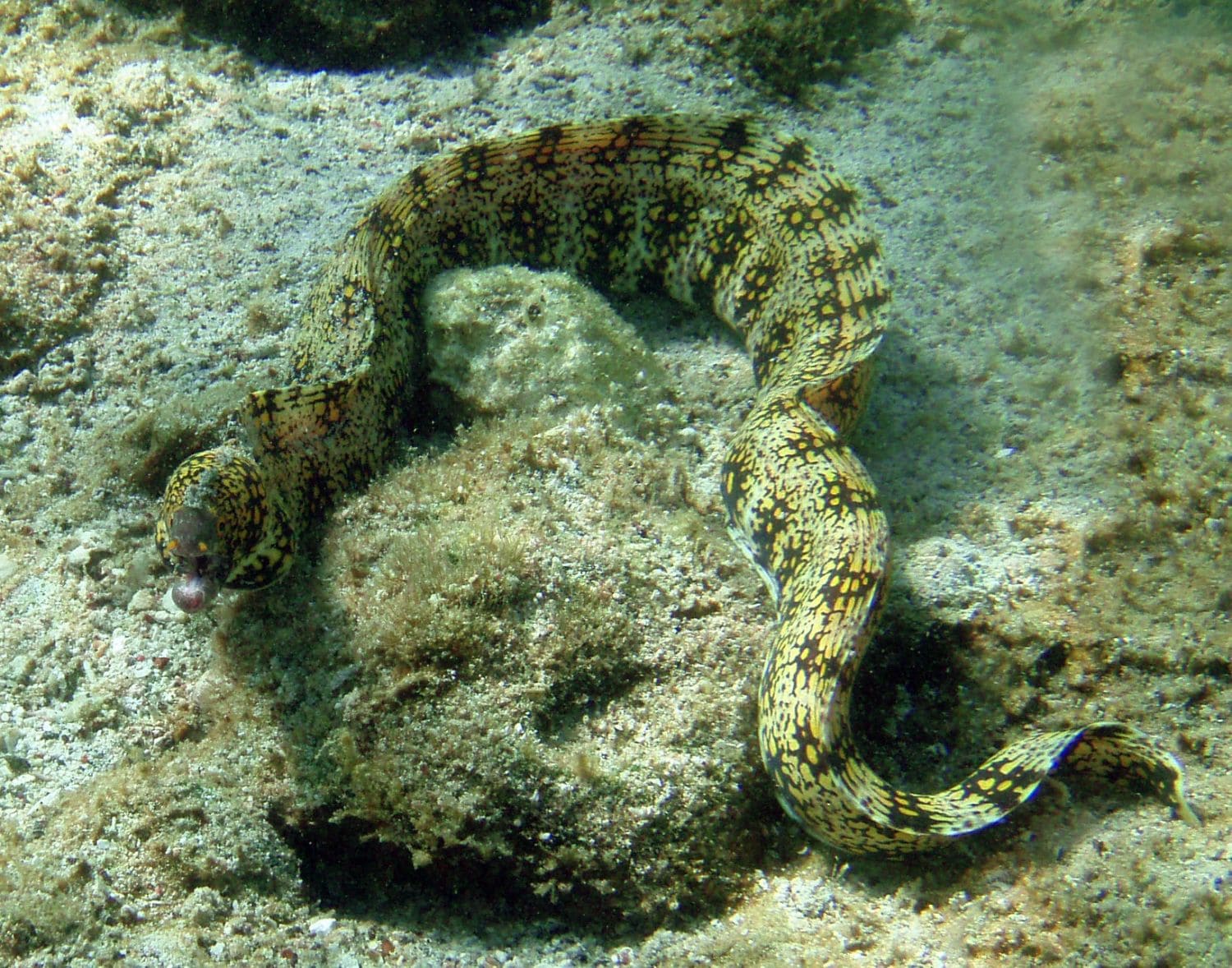 Snowflake Eel