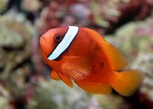 Tomato clownfish