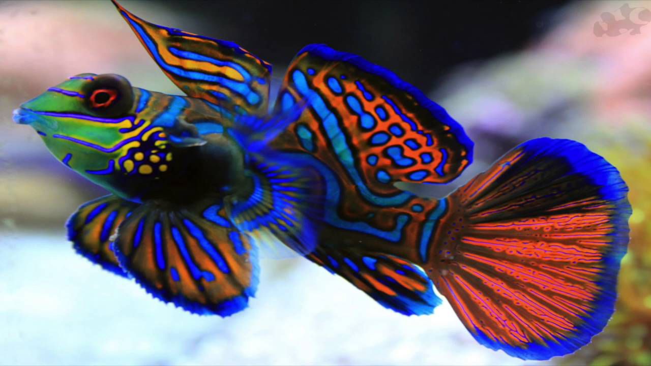 Mandarin Dragonet