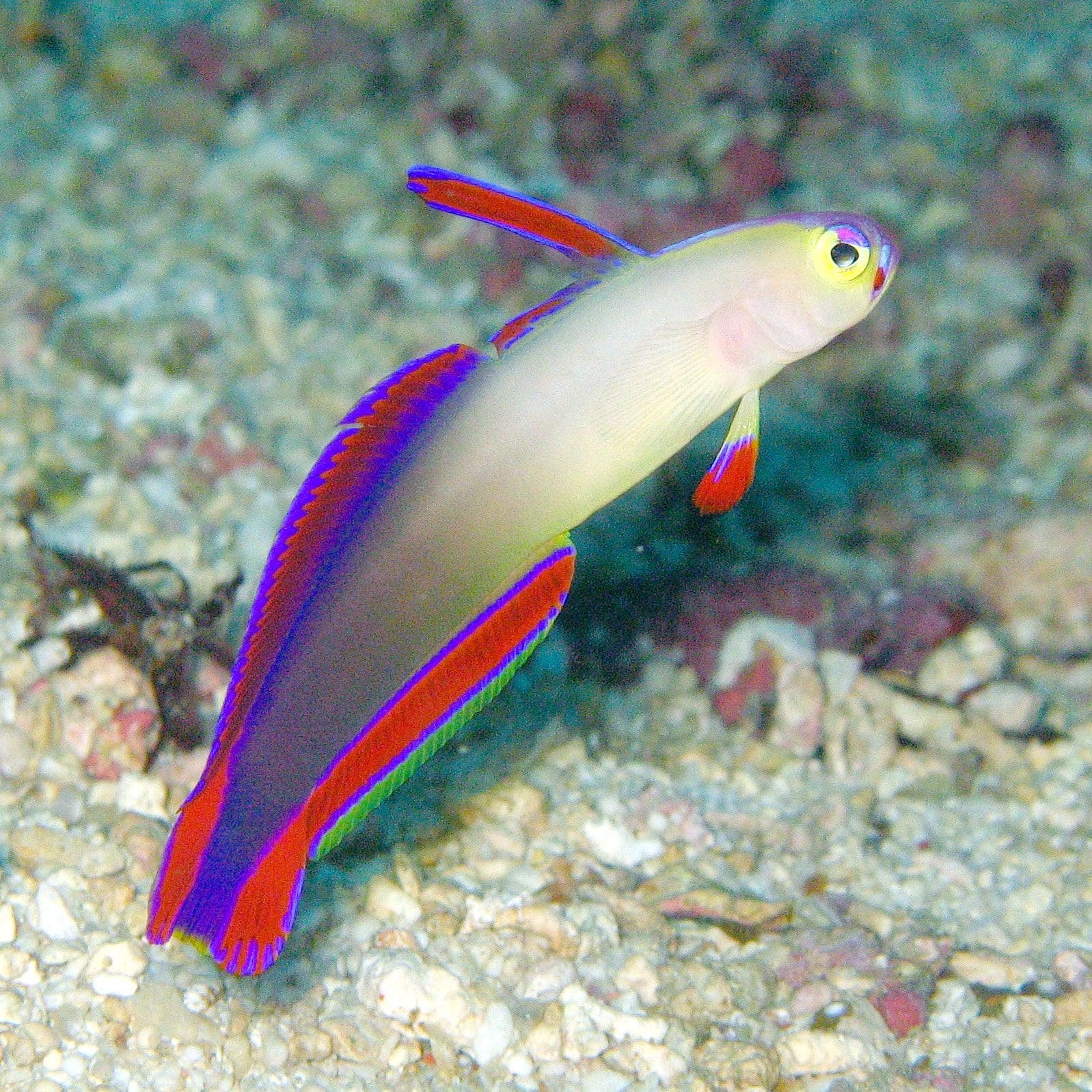 Purple firefish