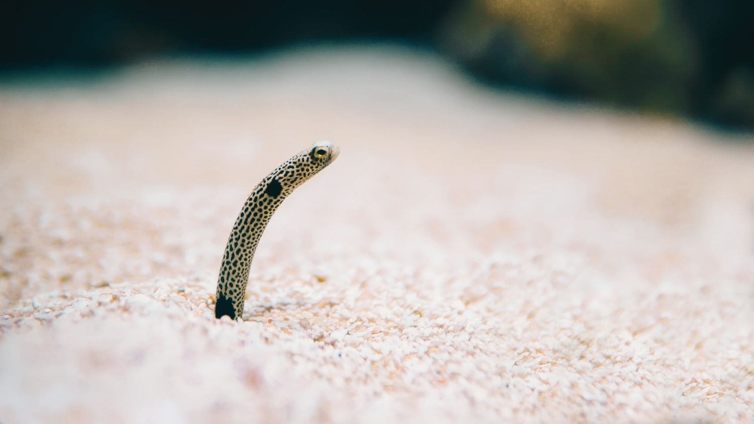 Garden Eels