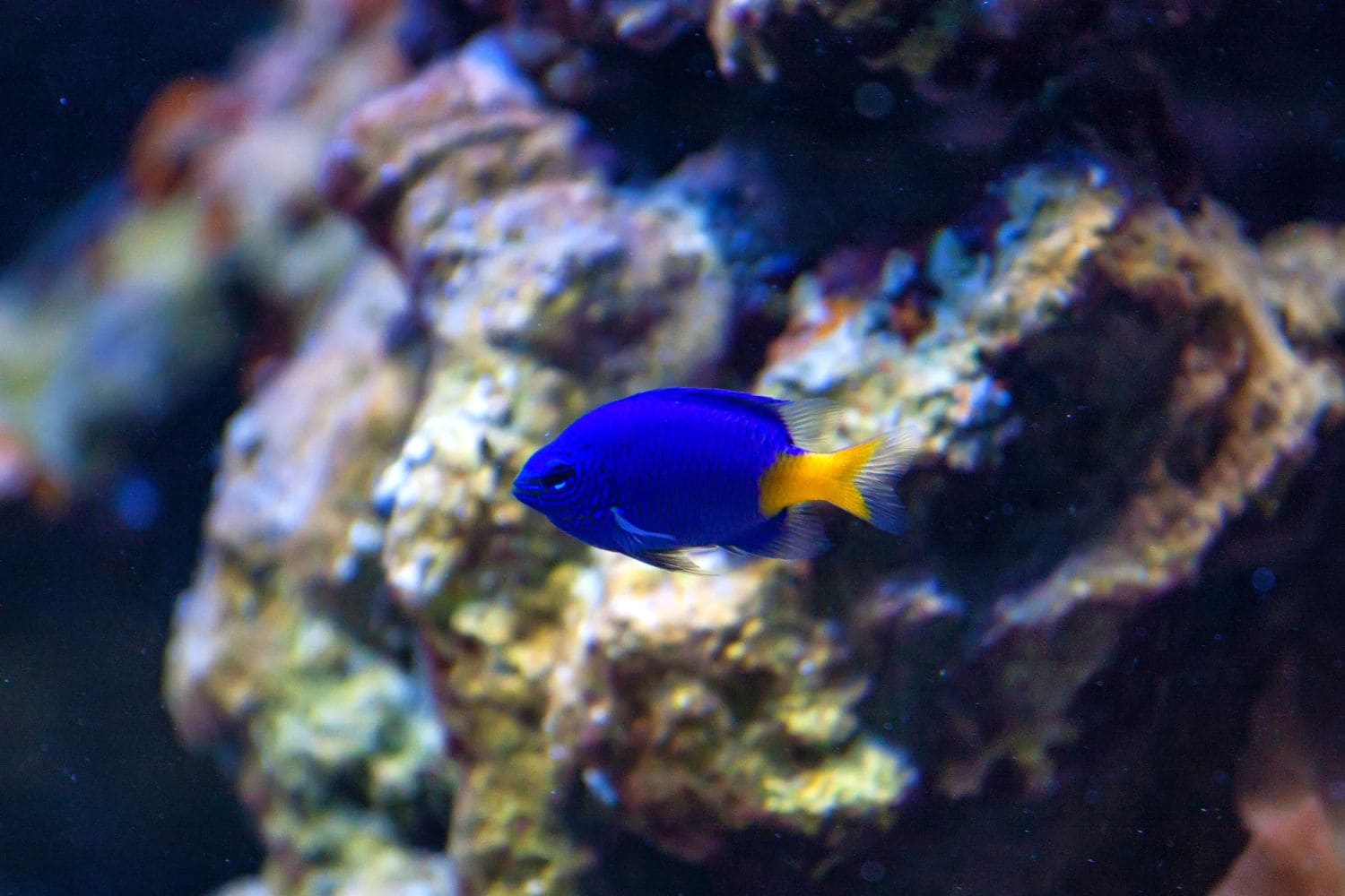 Yellowtail damselfish