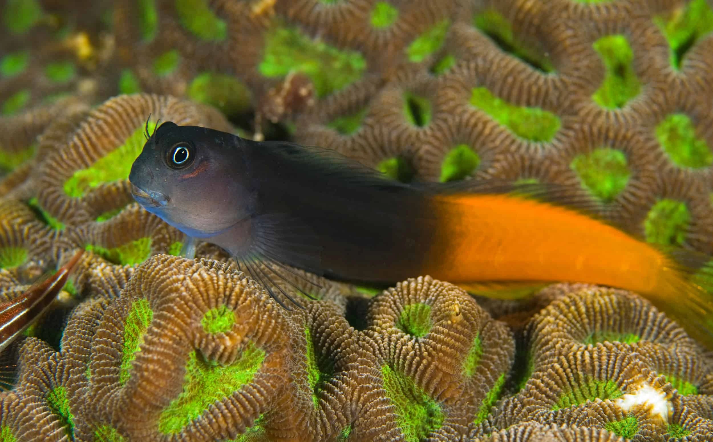 Bicolor Blenny