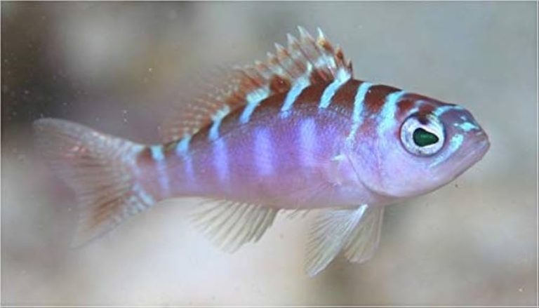 Chalk Basslet Care Guide - Saltwater Aquarium World