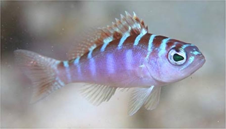 Chalk Basslet