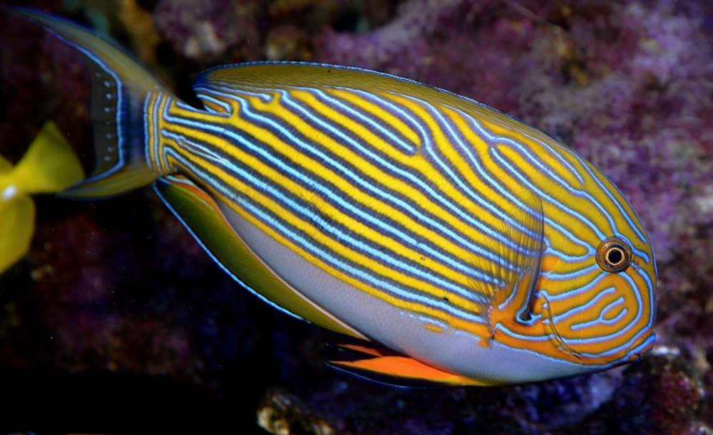 Clown Tang