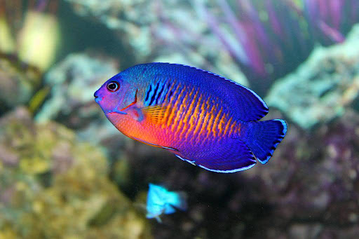 Coral Beauty Angelfish