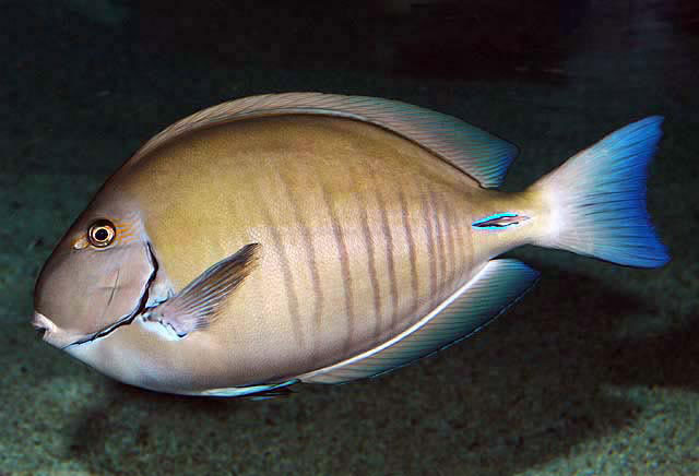 Doctorfish Tang