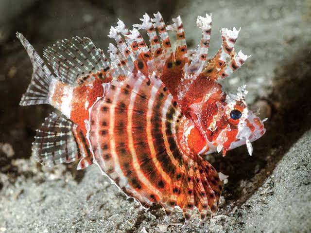 Dwarf Lionfish