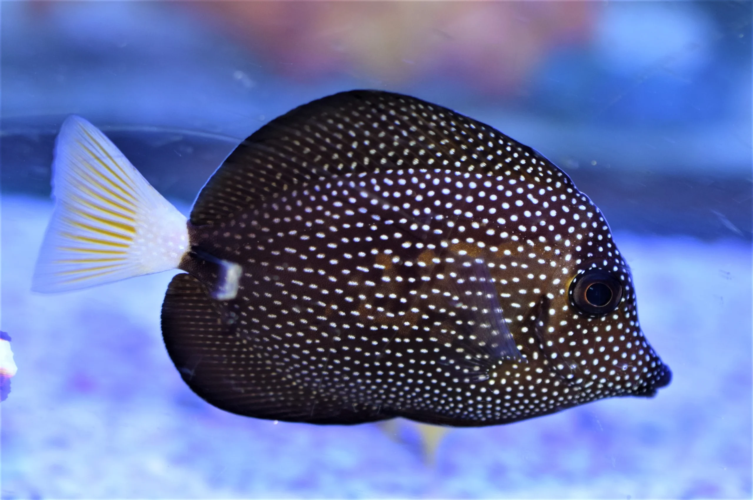 Gem tang fish