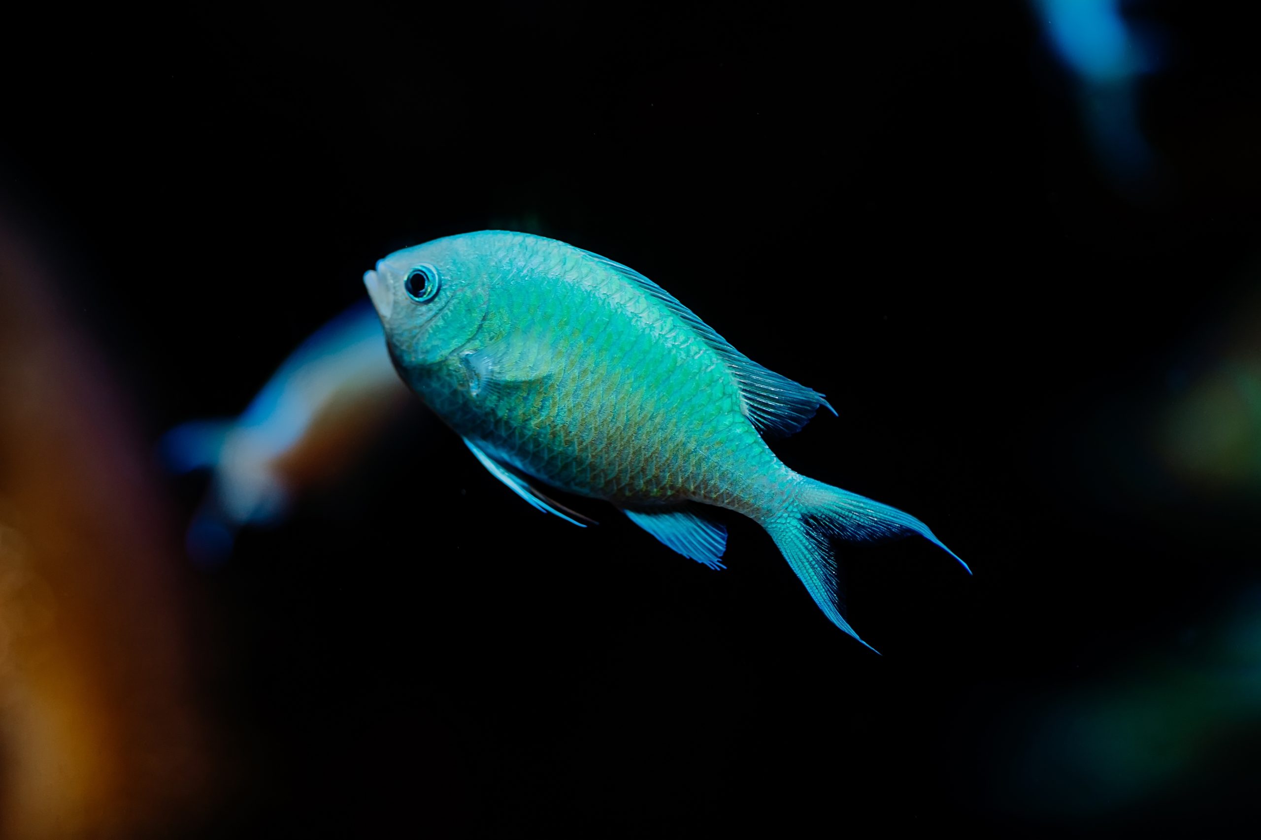 Green Chromis