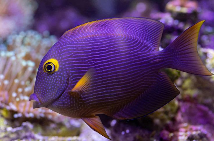 Kole Tang Fish