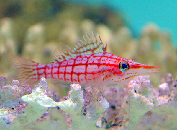 Longnose Hawkfish