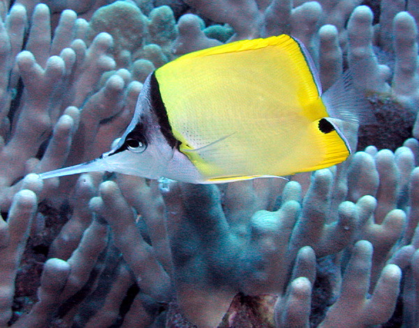 Yellow Longnose Butterflyfish