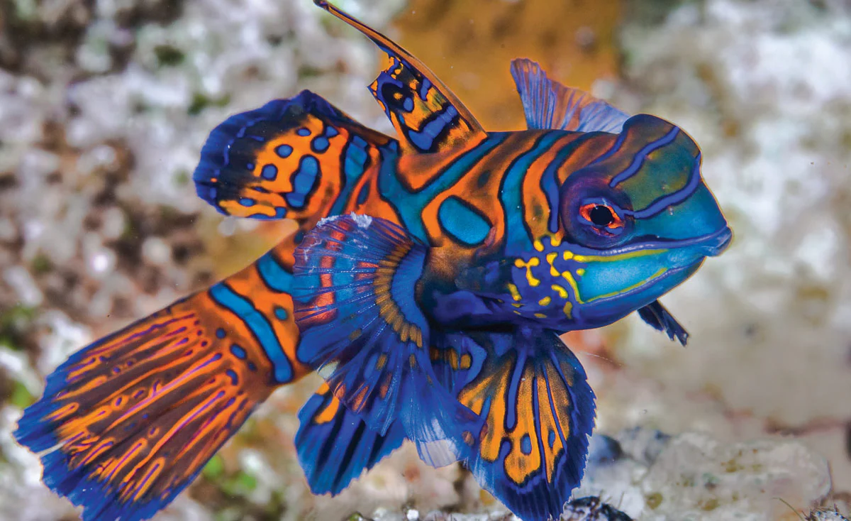 Mandarin Goby