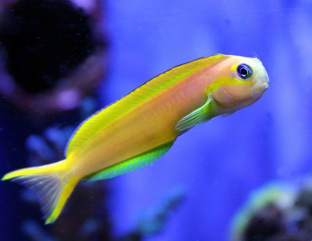Midas Blenny