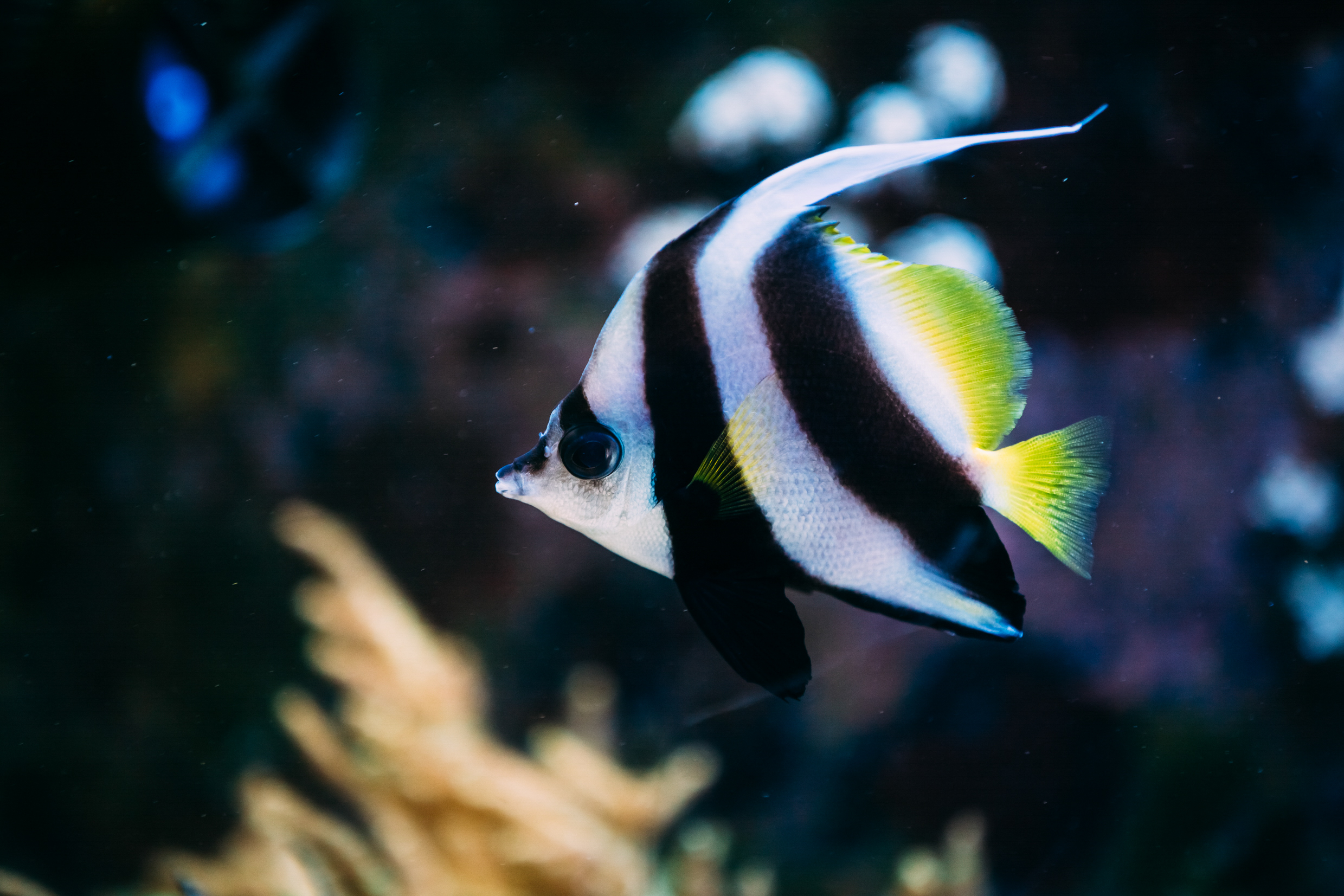 Moorish Idol