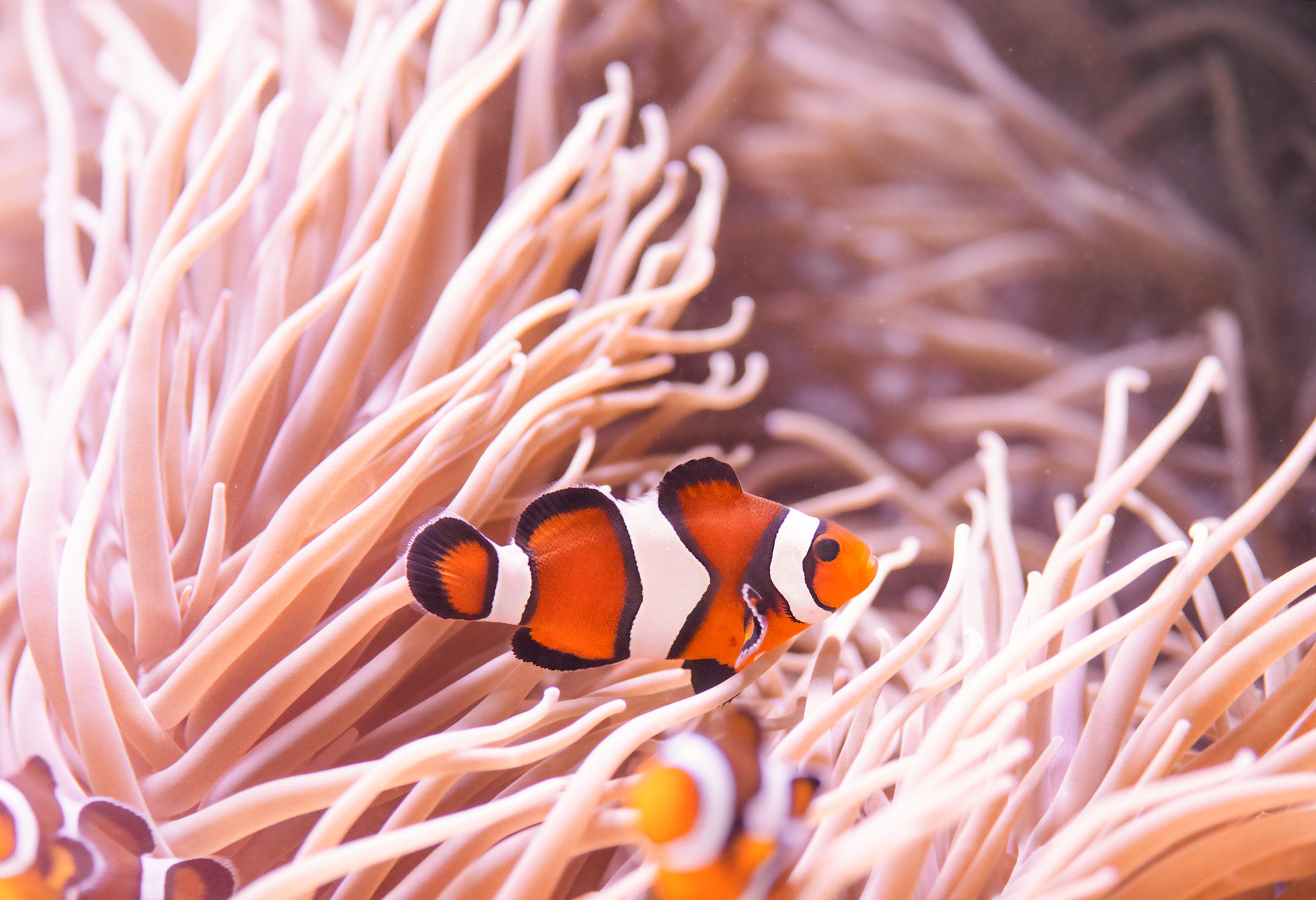 Ocellaris Clownfish