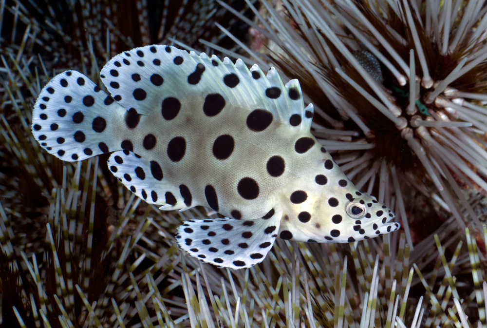 Panther Grouper