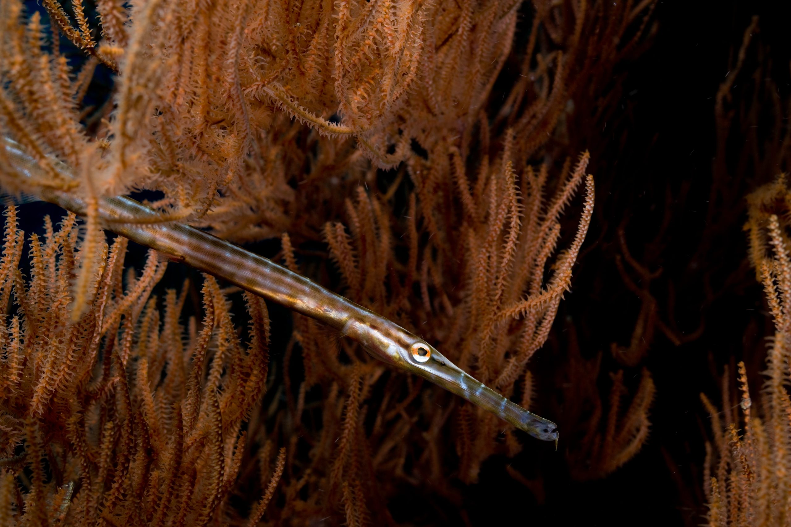Pipefish