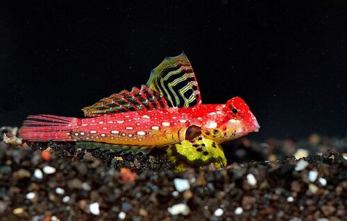 Scooter Blenny