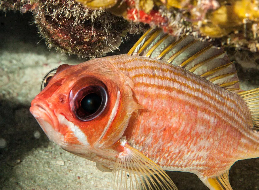 Squirrelfish