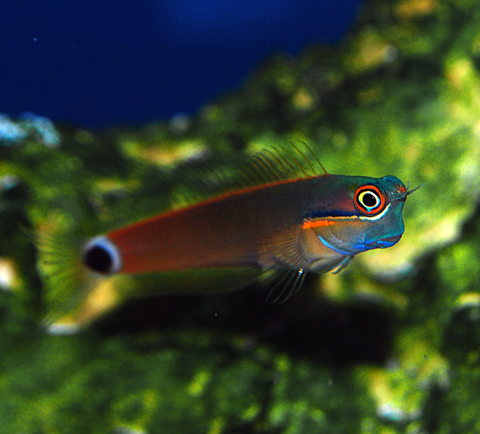 Tailspot Blenny