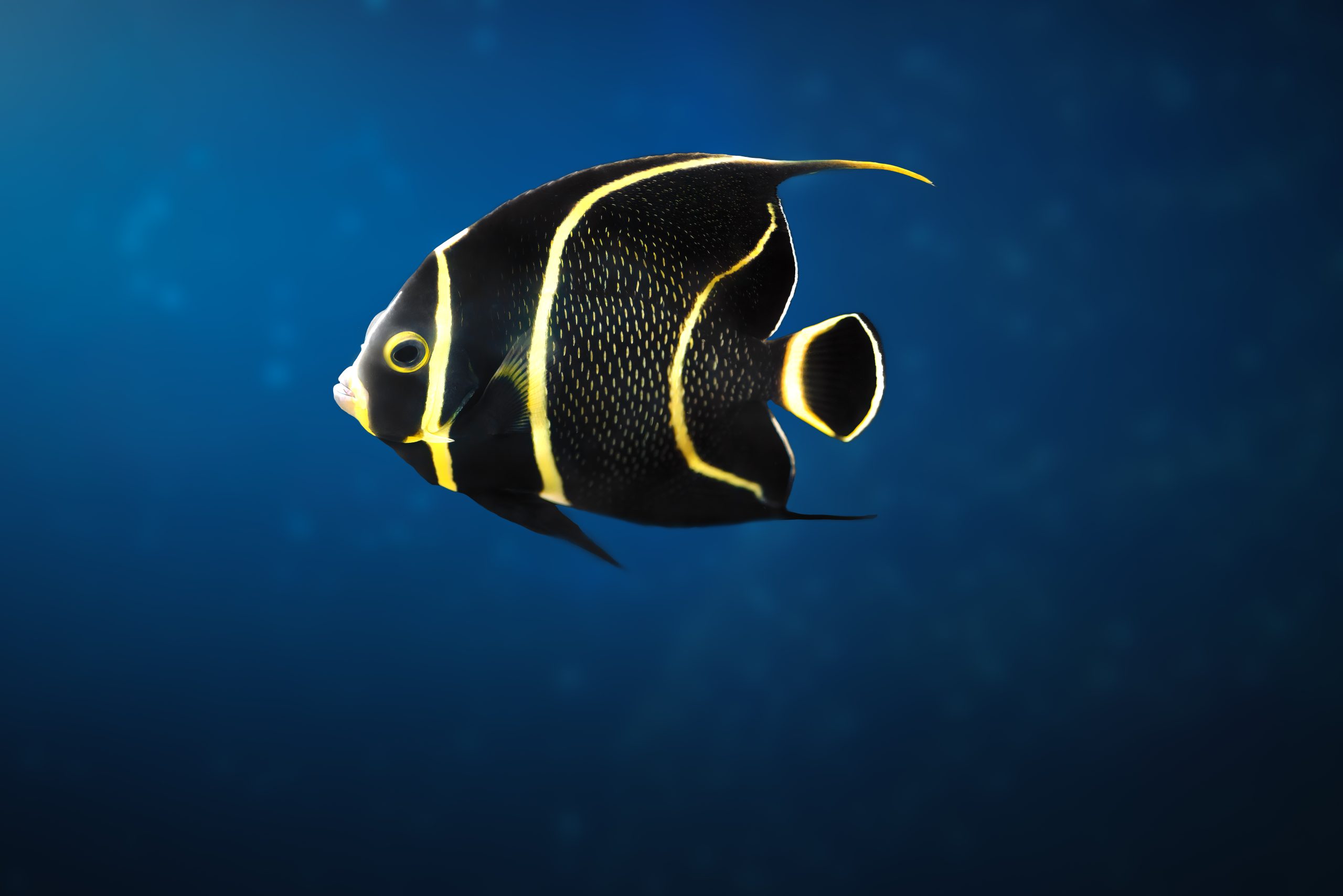 Juvenile French Angelfish