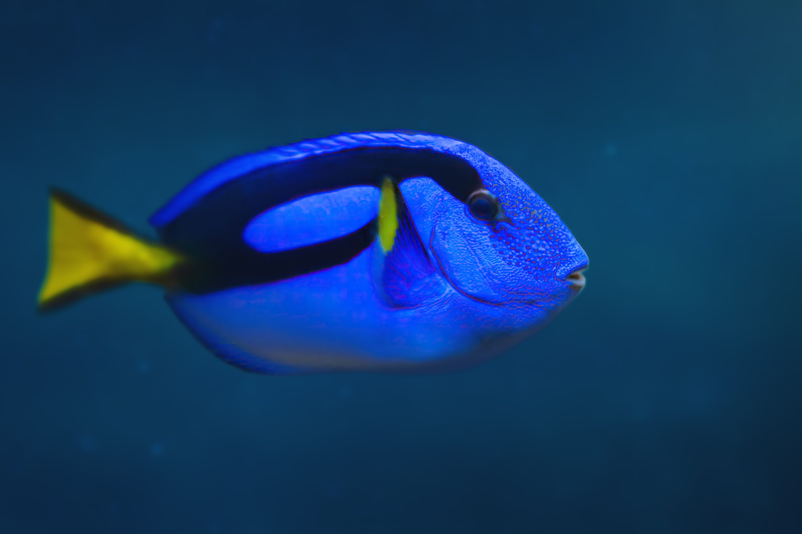 Blue Hippo Tang
