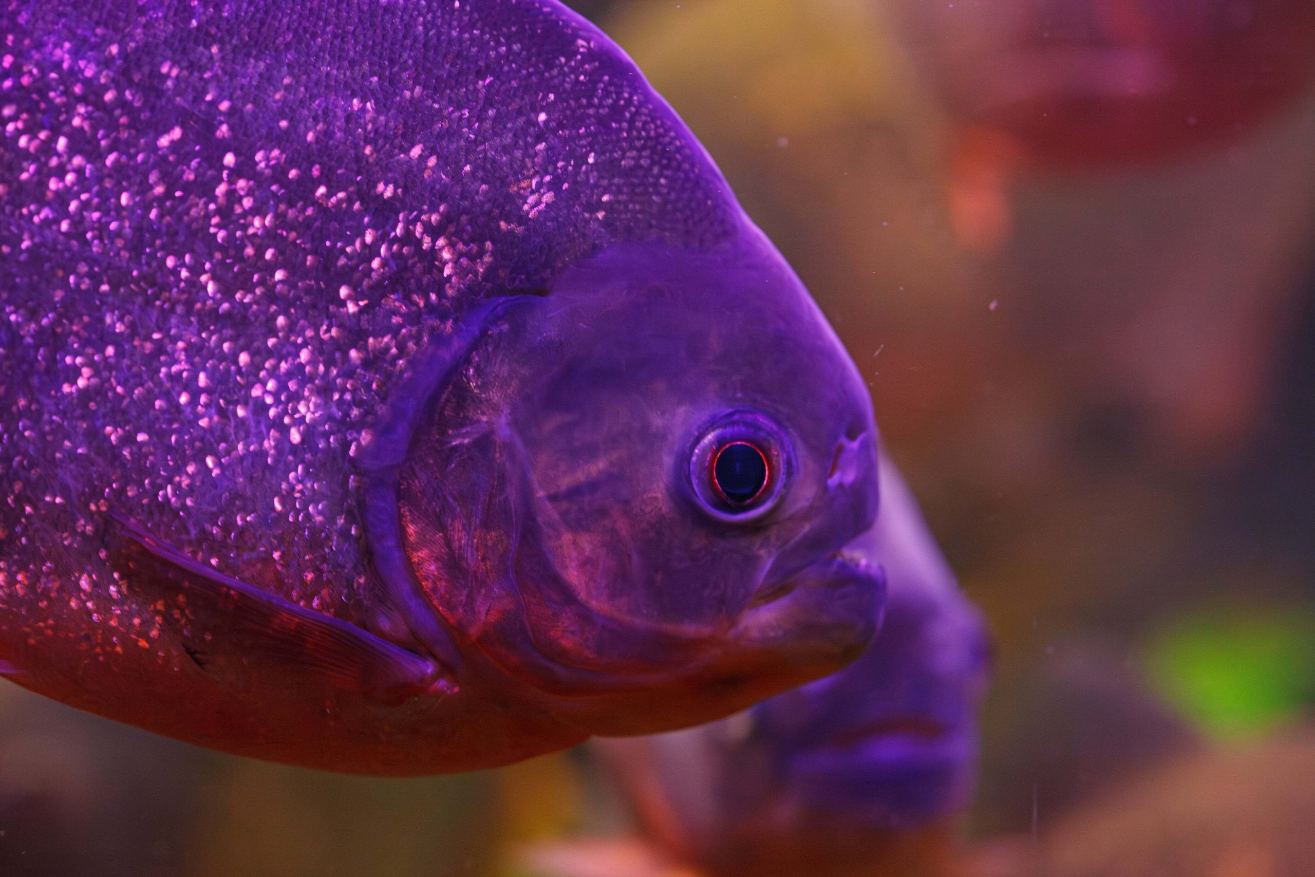 Orchid Dottyback Care Guide