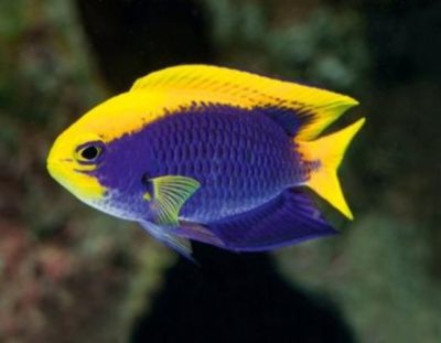 Damselfish