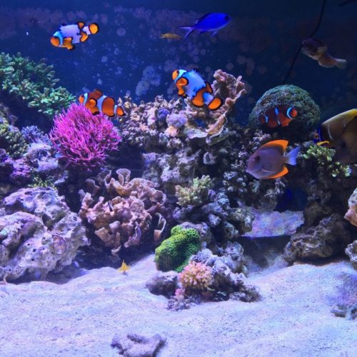 300-gallon-marine-reef-aquarium-1024x802-min