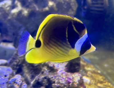 Raccoon Butterflyfish