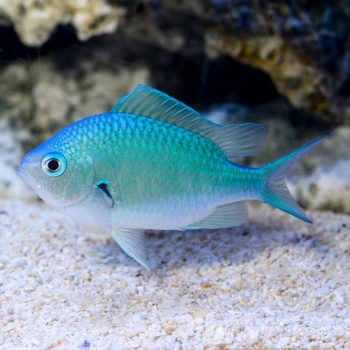 Blue & Green Chromis Fish