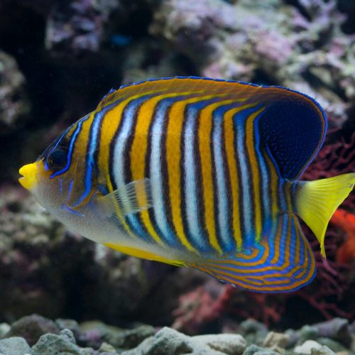 Saltwater Fish Tank Fish | Angel Fish