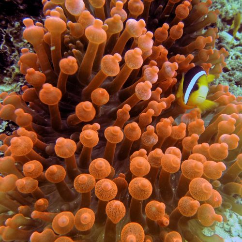 Saltwater Fish Tank Invertebrates Bubbletip Anemone